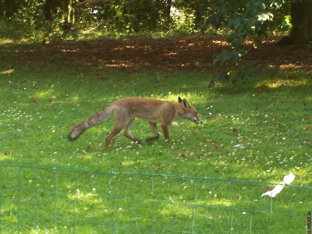 Photo de la Plaine #1