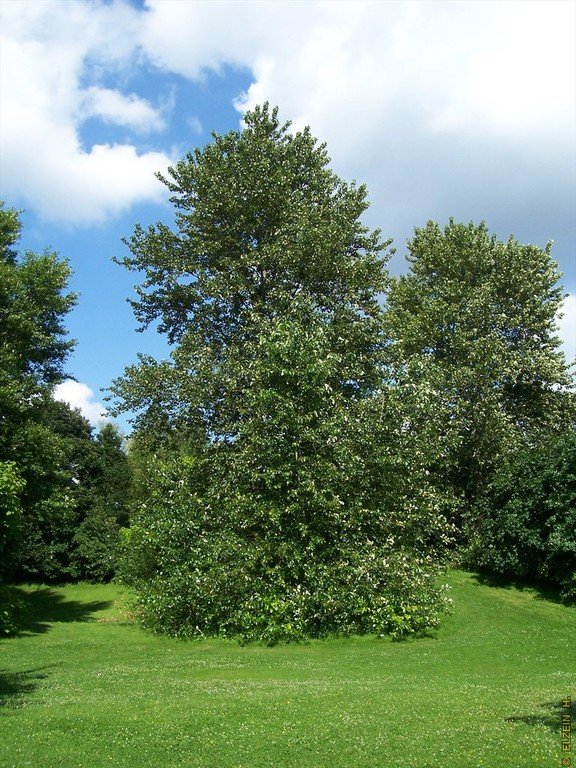 Photo de la Plaine #3