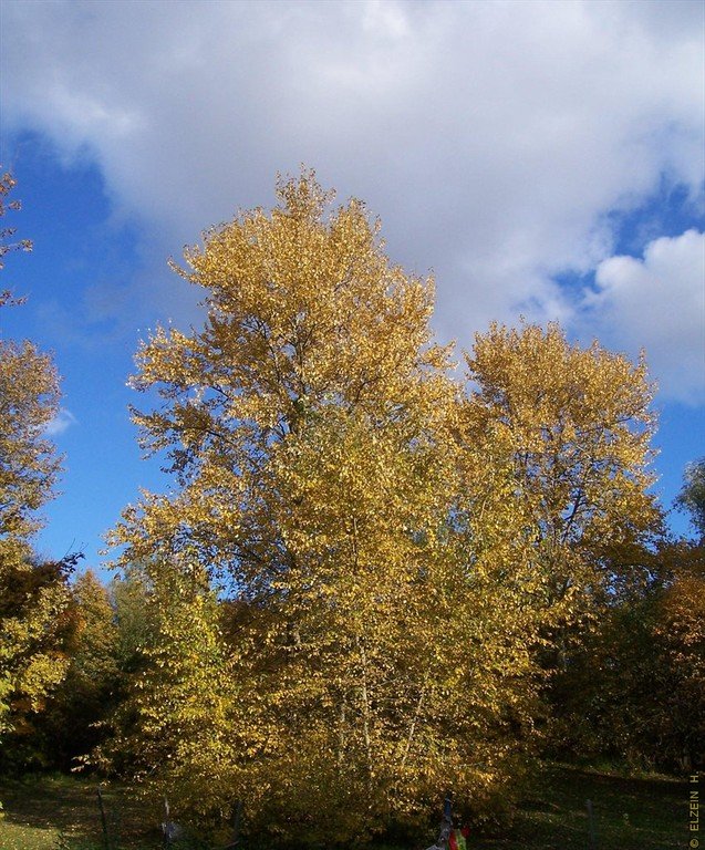 Photo de la Plaine #4