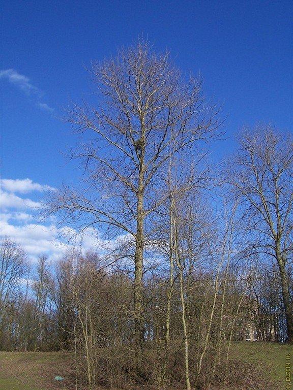 Photo de la Plaine #8