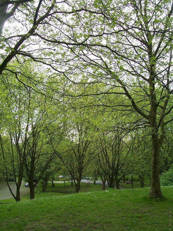 Photo de la Plaine #13