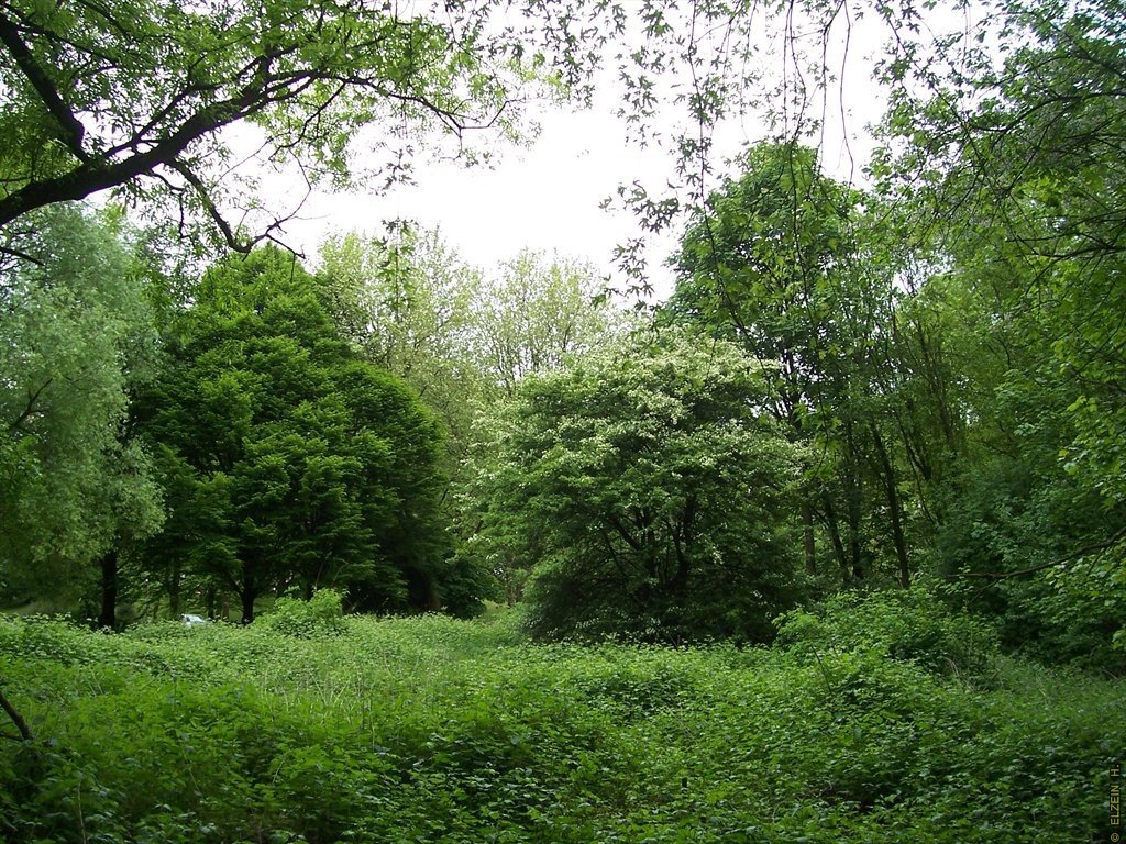 Photo de la Plaine #50