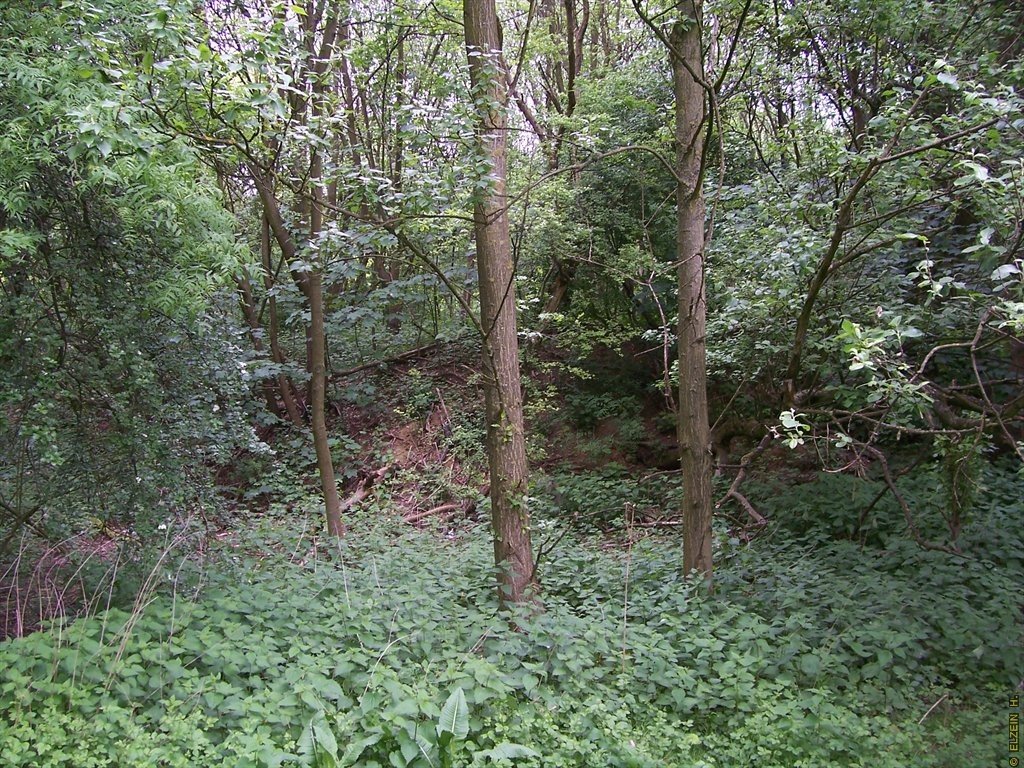 Photo de la Plaine #51