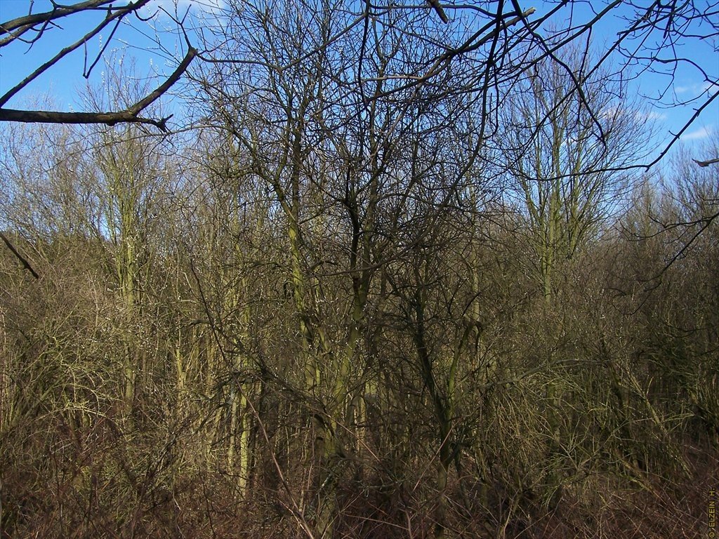 Photo de la Plaine #76