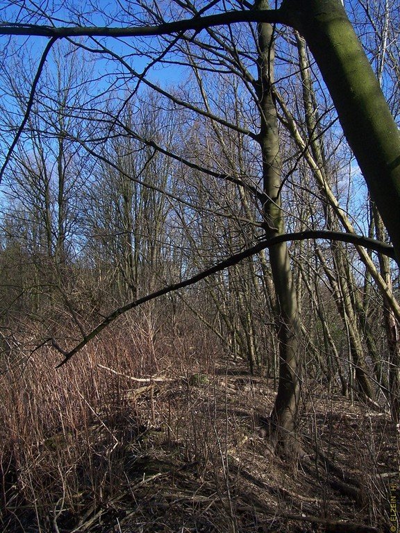 Photo de la Plaine #77