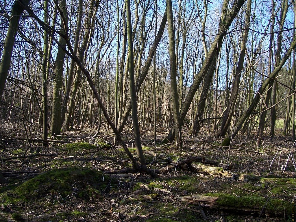 Photo de la Plaine #79