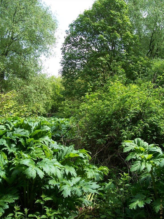 Photo de la Plaine #83